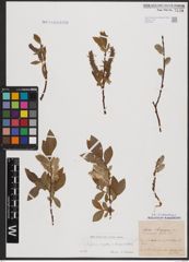 Foto von Salix caprea L. x Salix daphnoides Vill.